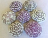 Sea Urchins (3 ), Sea Urchin, Alfonso Sea Urchin, Air Plant Holder, Beach Decor, Sea Urchin Shell, Seashells, Urchin