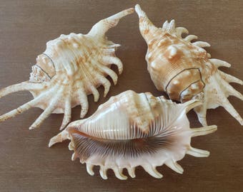 Assorted Shells Murex Two Reef Rock Specimens Sea Shell Assortment Carrier Shell Spider Conch 7 Shells Whelk Shell Collecting Cones