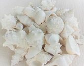 Beach Decor, White Shells, Shells, Seashells, Sea Shells Bulk, White Seashell Mix, White Shell Mix, Bulk Seashells, Seashell Mix