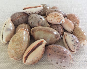 Cowrie Shells, Small Shells, Bulk Shells, Beach Decor, Seashells, Shells, Craft Shells, Assorted Cowrie