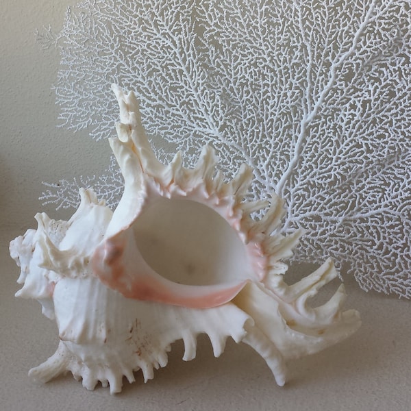 Sea Shells, Beach Home Decor, Large Sea Shells, Murex Ramosus Shell, Murex Seashell, Beach Decor, Nautical Decor, Coastal Decor
