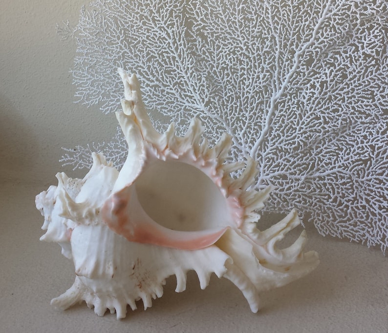 Sea Shells Beach Home Decor Large Sea Shells Murex Ramosus Etsy