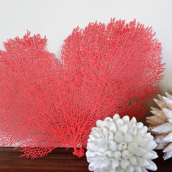 Sea Fans, 12 »-14 », Sea Fan Coral, Beach Decor, Sea Fan, Coastal Decor, Beach House Decor. Fans de mer Aqua, Turquoise, Bleu, Blanc