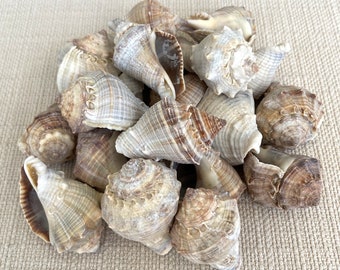 Volema Myristica Sea Snails, Seashells, Shells, Beach Decor, Craft Shells, Bulk Shells, Sea Shells, Sea Snails