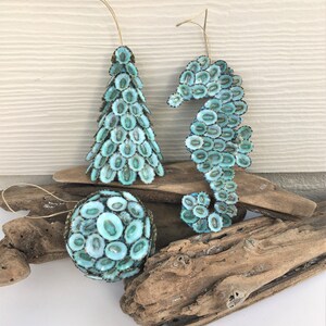 Green Limpet Shells Sutorria Mesoleuca (approx. 20+ shells .5-.75+ inches)  Small shells for shell crafts, natural sea shells earrings & art!