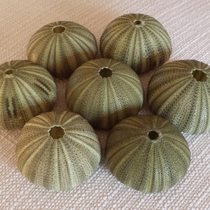 Green Sea Urchins (6), Beach Decor, Sea Urchins, Craft Shells, Seashells, Shells, Coastal Decor, Nautical Decor, Sea Urchins