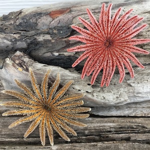 May include: Two starfish, one orange and one red, are displayed on a piece of weathered driftwood.