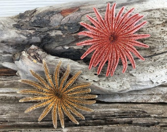 Starfish, Seashells, Shells, Beach Decor, Craft Shells, Sunflower Starfish
