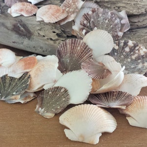 Small Shells, Bulk Shells, Craft Shells, Beach Decor, Seashells, Shells, Scallop Shells, Pecten Scallop Shell