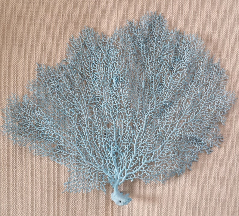 Beach Decor Sea Fan Coral 6 8 Sea Fan Sea Etsy