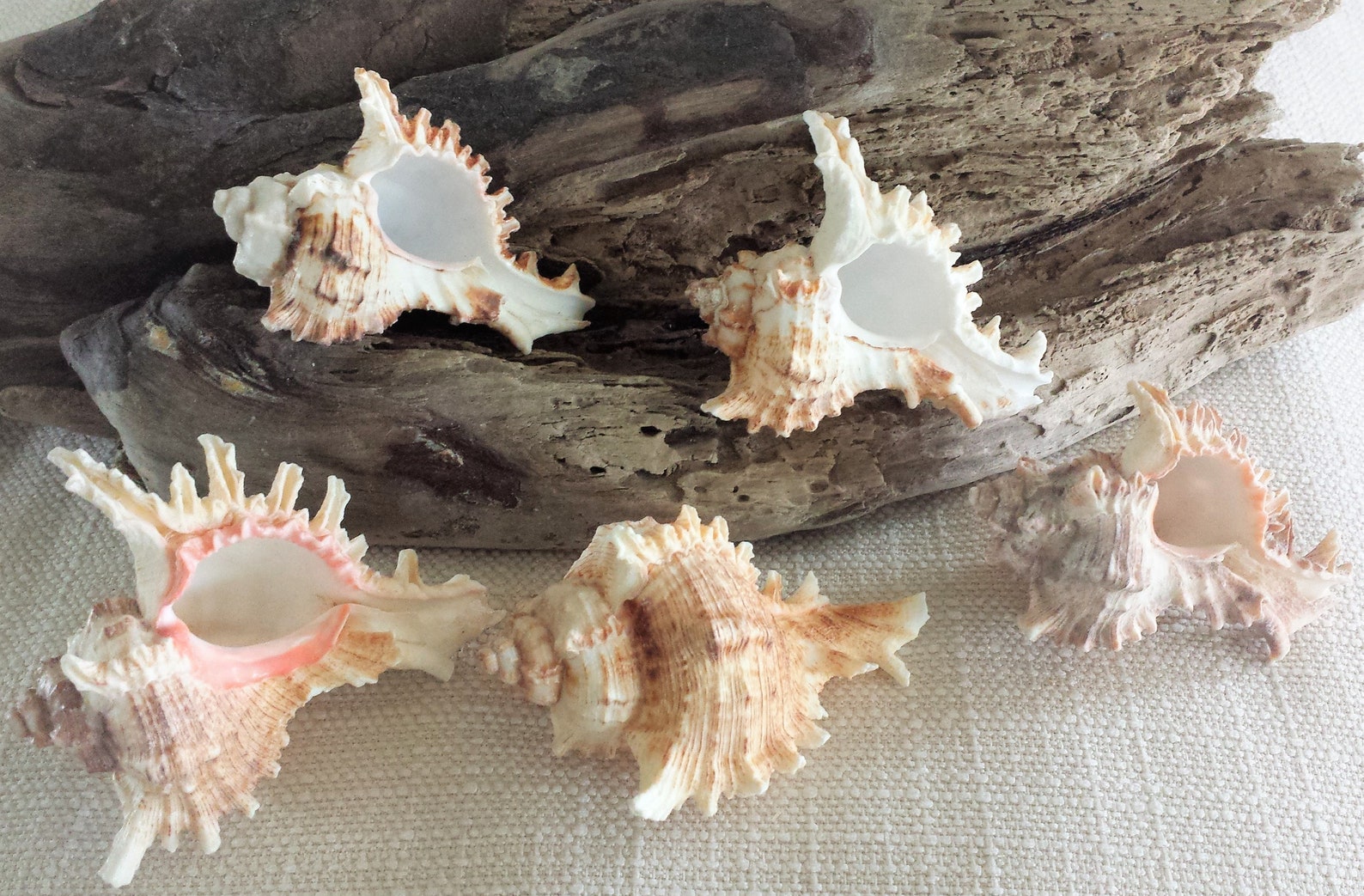 Sea Shells Beach Home Decor Large Sea Shells Murex Ramosus | Etsy
