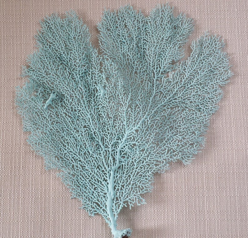 Beach Decor Sea Fan Coral Sea Fan Sea Fans Coastal Decor Etsy