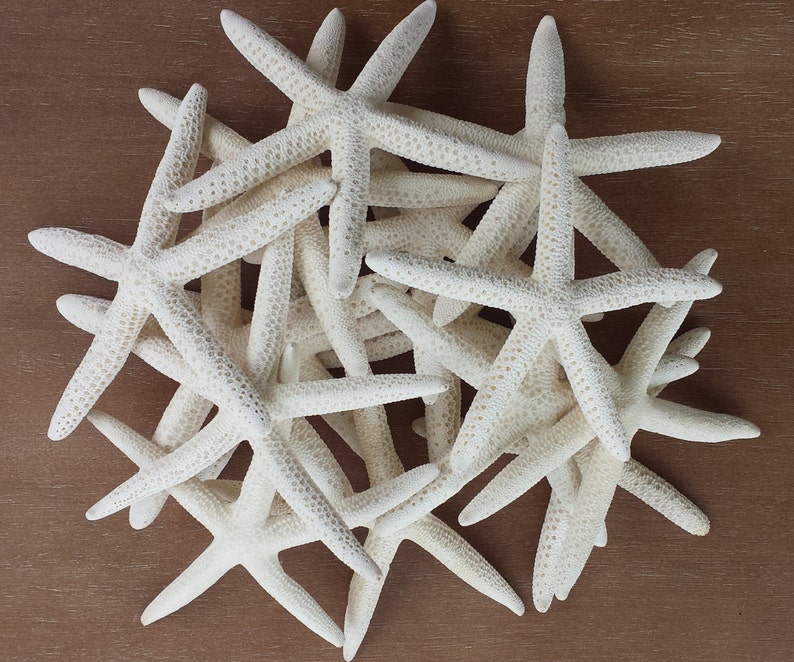 Starfish, Finger Starfish, Craft Starfish, Starfish Decor, Coastal Decor, Shells, Sea Shells, Wedding Starfish, Beach Decor image 2
