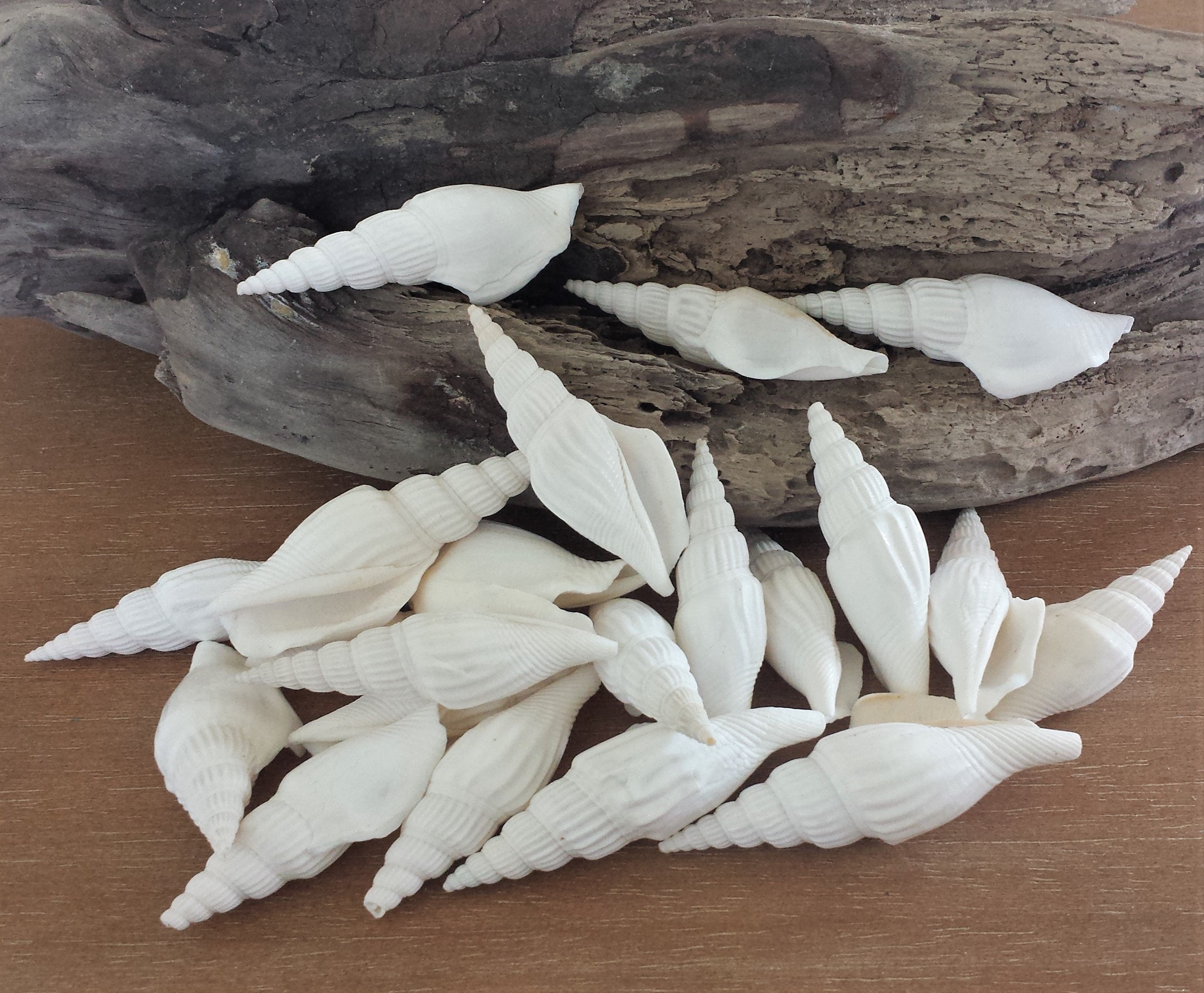White Shells, Seashells, Shells, Craft Shells, Bulk Shells, Beach Decor, White Strombus Vittatus Shells