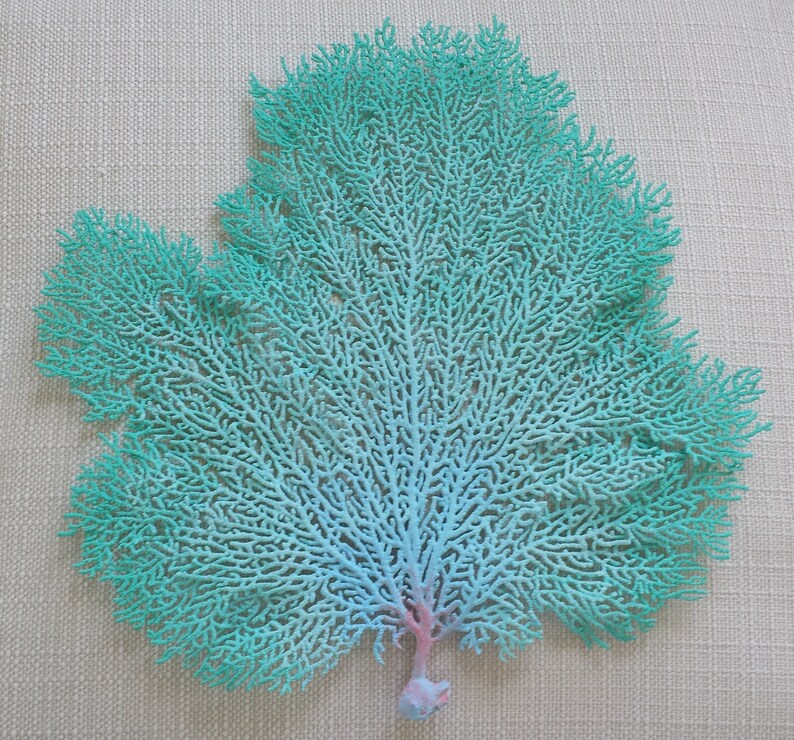 Beach Decor Sea Fan Coral Sea Fan Sea Fans Coastal Decor Etsy