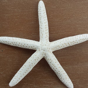 Starfish, Finger Starfish, Craft Starfish, Starfish Decor, Coastal Decor, Shells, Sea Shells, Wedding Starfish, Beach Decor image 4