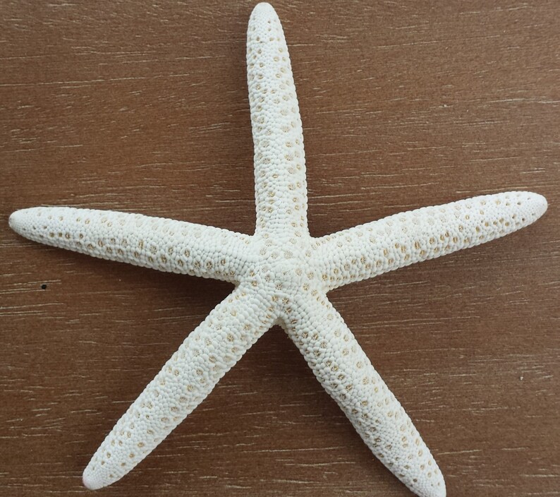 Starfish, Finger Starfish, Craft Starfish, Starfish Decor, Coastal Decor, Shells, Sea Shells, Wedding Starfish, Beach Decor image 4