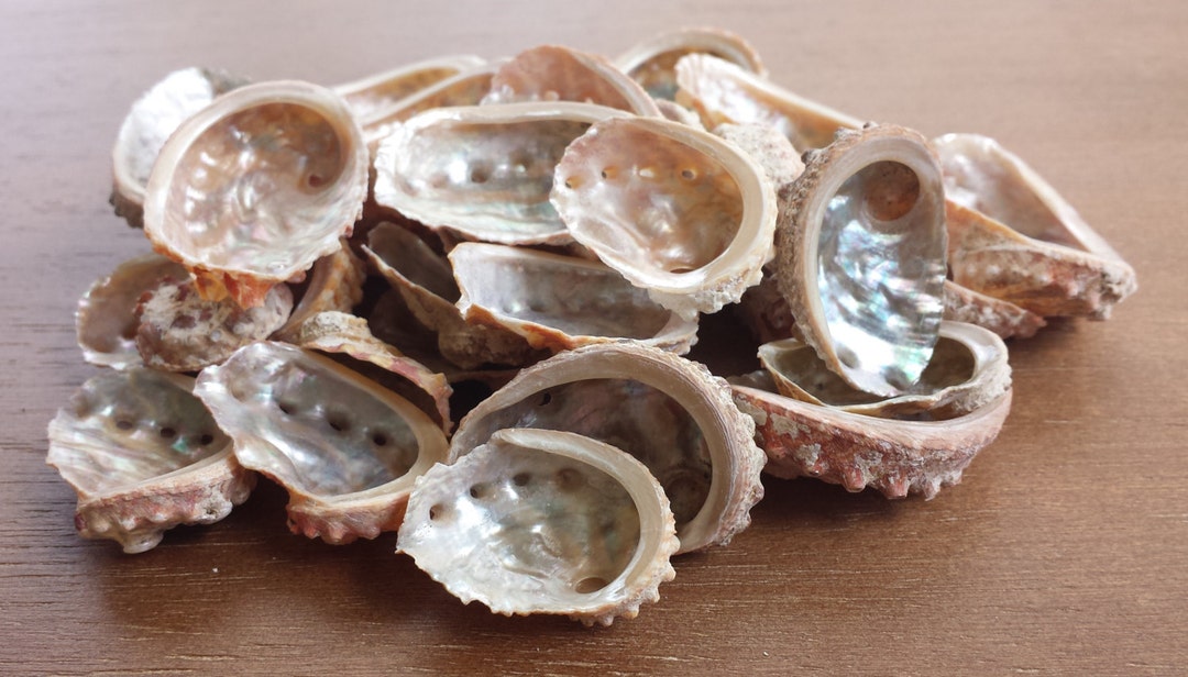 Beach Decor, Seashells, Shells, Home Decor, Craft Shells, Natural ...