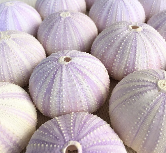 Sea Urchins Sea Urchin Purple Sea Urchin Beach Decor Sea Etsy