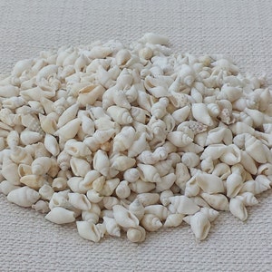 Tiny Shells, Beach Decor, Seashells, Shells, Craft Shells, Tiny Shells, White Shells, White Nassa Shells,