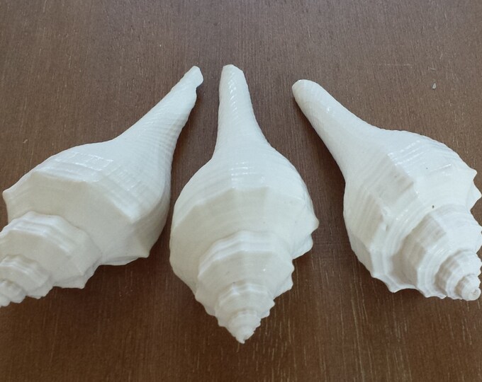 White Shells, 4 White Seashells, Beach Decor, Seashells, Shells, Craft ...