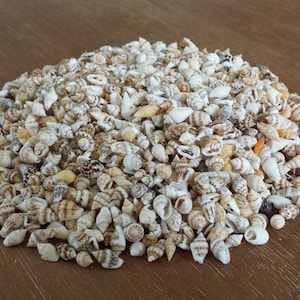 Small Shells, Beach Decor, Seashells, Shells, Craft Shells, Small Shells, Mixed Nassa Shells