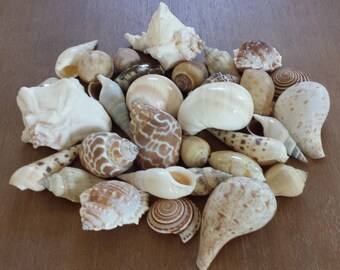 Brown Shell Mix (20), SeaShell Mix, Beach Decor, Seashells, Shells, Craft Shells, Brown Shells.