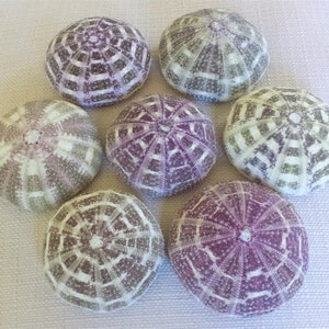Sea Urchins, Sea Urchin, Alfonso Sea Urchin, Air Plant Holder, Beach Decor, Sea Urchin Shell, Seashells, Urchin