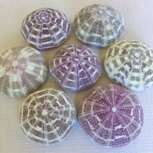 Sea Urchins, Sea Urchin, Alfonso Sea Urchin, Air Plant Holder, Beach Decor, Sea Urchin Shell, Seashells, Urchin