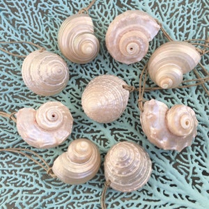 SMALL Seashell Ornaments, Beach Ornament, Coastal Ornament, Beach Decor, Shell Ornaments
