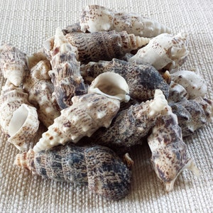Sea Shells, Shells, Seashells, Beach Decor, Craft Shell, Nautical Decor, Coastal Decor, Cerithium Shells