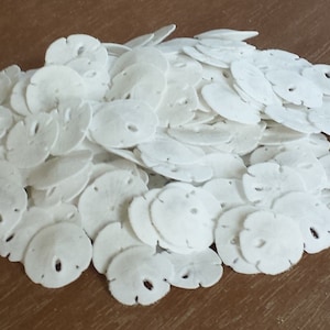 Sand Dollar, Tiny Sand Dollars, Sand Dollars, BeachDecor, Seashells, Tiny Shells, Craft Shells, Beach Wedding