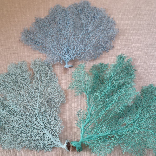 Décoration de plage, Sea Fan Coral, 6 »- 7 », Sea Fan, Sea Fans, Coastal Decor, Nautical Decor, Beach Wedding Decor