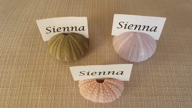 Beach Wedding Name Place Card Holders Sea Urchin Beach Etsy