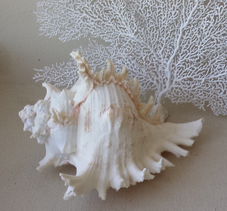 Sea Shells Beach Home Decor Large Sea Shells Murex Ramosus Etsy
