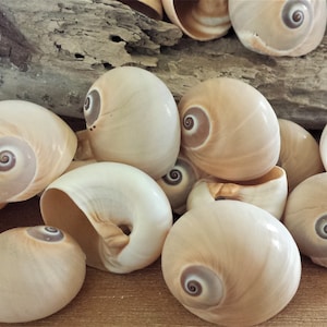 Shark Eye, Seashells, Shells, Beach Decor, Craft Shells, Bulk Shells, Sea Shells, Shark Eye Shells