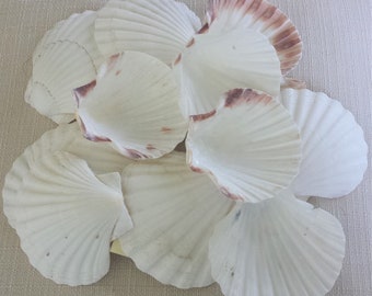 White Shells, Beach Decor, Seashells, Shells, Craft Shells, White Shells, Great Scallop Shells