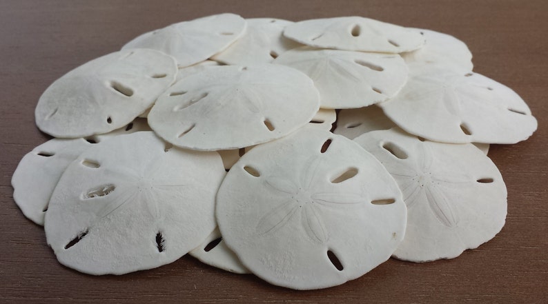 Beach Decor Sand Dollar Small Sand Dollars White Seashells Etsy