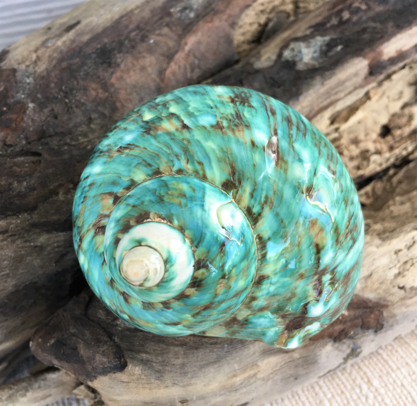Seashells Shells Beach Decor Hermit Crab Shells Polished Etsy