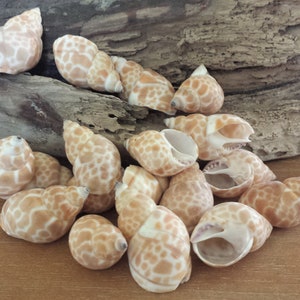 Seashells, Shells, Craft Shells, Bulk Shells, Small Shells, Hermit Crab Shells, Home Decor, Craft Shells, Babylon Shells