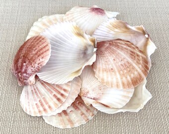 Pecten Shells, Craft Shells, Beach Decor, Seashells, Shells, Home Decor, Pecten Opercularis Scallop Shell