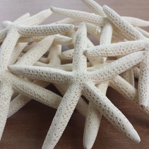 Starfish, Finger Starfish, Craft Starfish, Starfish Decor, Coastal Decor, Shells, Sea Shells, Wedding Starfish, Beach Decor image 3