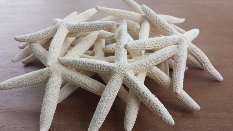 Starfish, Finger Starfish, Craft Starfish, Starfish Decor, Coastal Decor, Shells, Sea Shells, Wedding Starfish, Beach Decor image 3