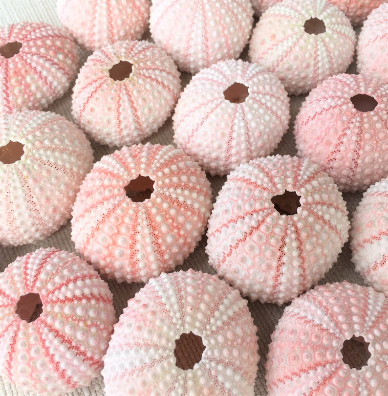 Beach Decor 10 Sea Urchins Pink Sea Urchins Beach Decor Etsy