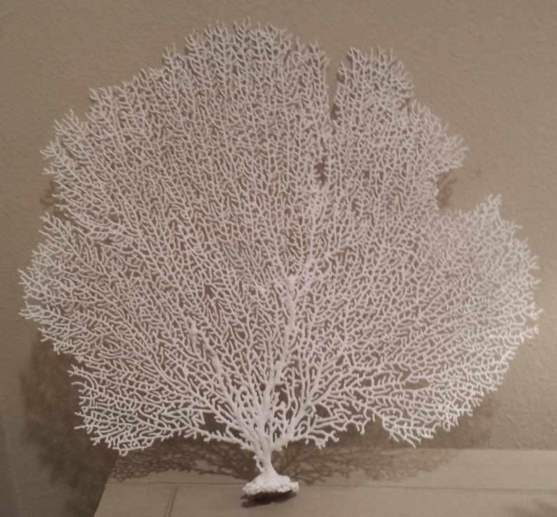 Beach Decor Sea Fan Coral Sea Fan Sea Fans Coastal Decor Etsy