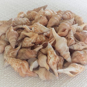 Beach Decor, Seashells, Shells, Bulk Shells, Craft Shells, Tiny Shells, Small Shells, Turris Shells
