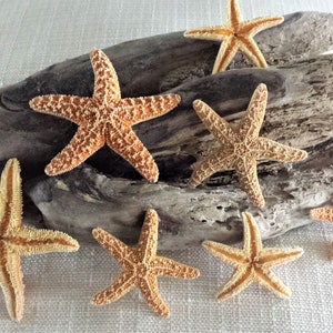 Starfish, Finger Starfish, Craft Starfish, Sugar Starfish, Starfish Decor, Beach Wedding, Coastal Decor, Shells, Sea Shells, Beach Decor