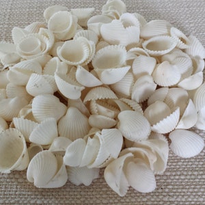Beach Decor, Small Shells, White Shells, Seashells, Shells, Craft Shells, Tiny Shells, Clam Rose Shells