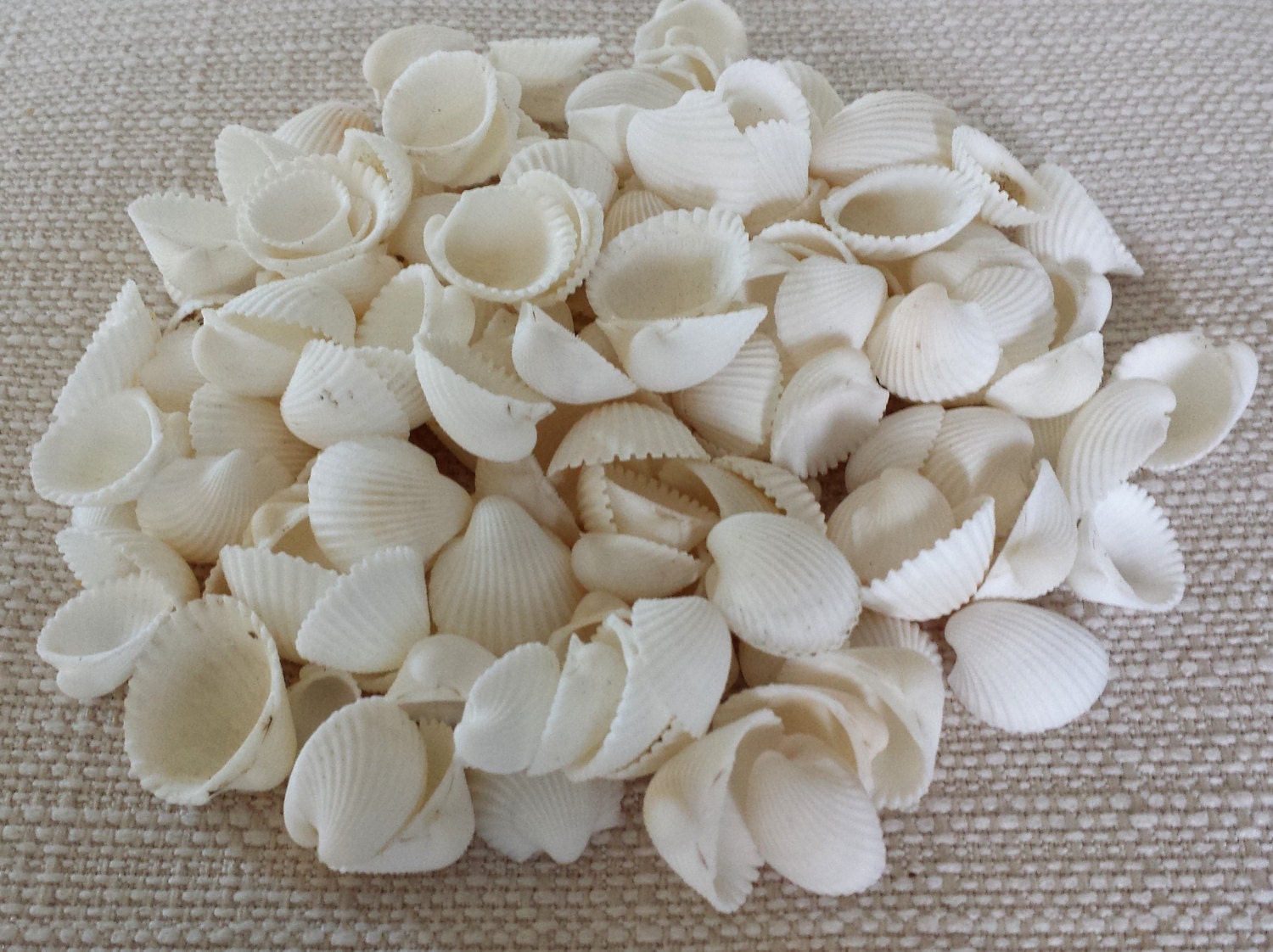 Miniature Conch Shells Little Small Teeny Tiny Light Patterned 