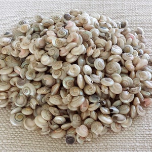 Tiny Shells, Small Shells, Beach Decor, Seashells, Shells, Craft Shells, Pearl Umbonium Shells